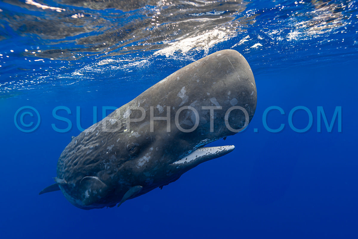 Photo de cachalot autour de l'île Maurice