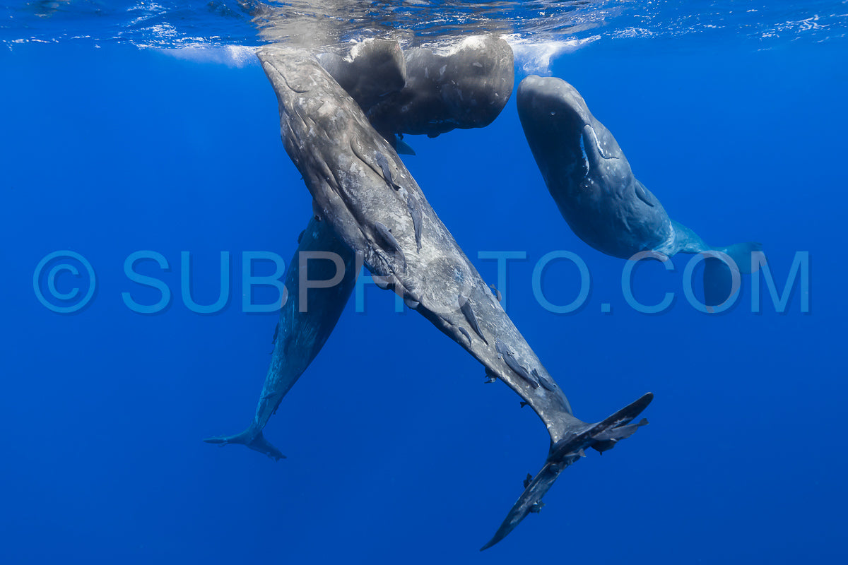 Photo de cachalot autour de l'île Maurice