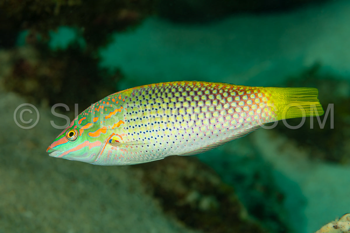 Photo de poisson labbe à damier