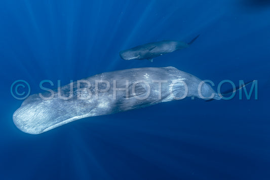 Photo de cachalot autour de l'île Maurice