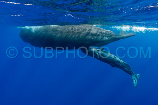 sperm whale or cachalot around the island of Mauritius