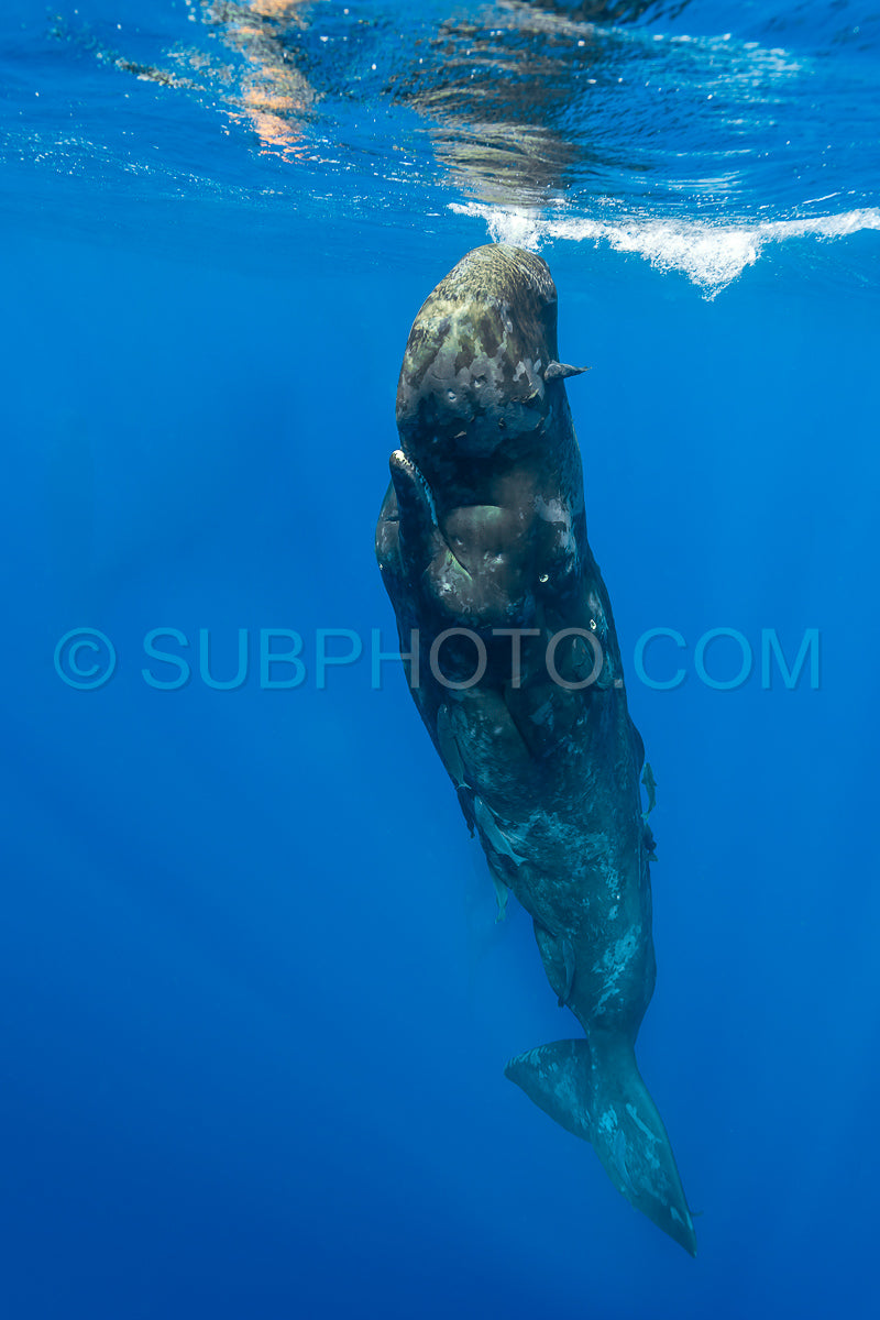 sperm whale or cachalot around the island of Mauritius