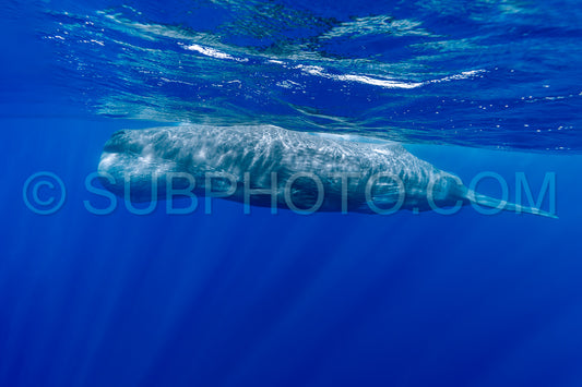 sperm whale or cachalot around the island of Mauritius