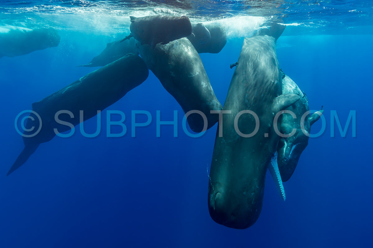 sperm whale or cachalot around the island of Mauritius