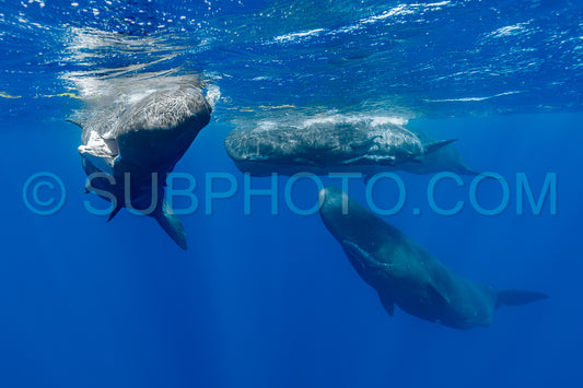 sperm whale or cachalot around the island of Mauritius