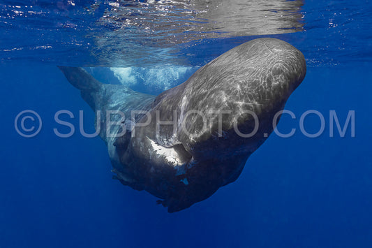 sperm whale or cachalot around the island of Mauritius