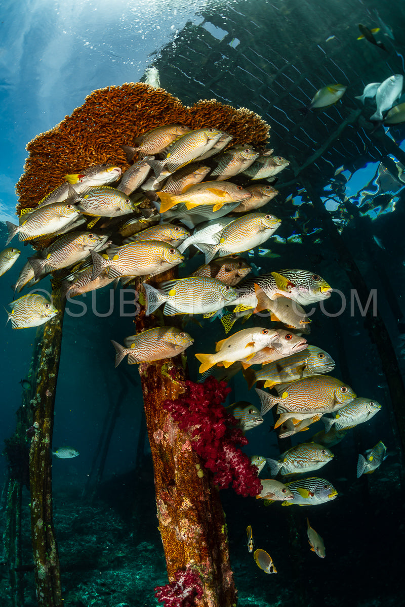 Photo de les nénuphars à bande diagonale avec le poisson-lapin vermiculé et le vivaneau à un point.