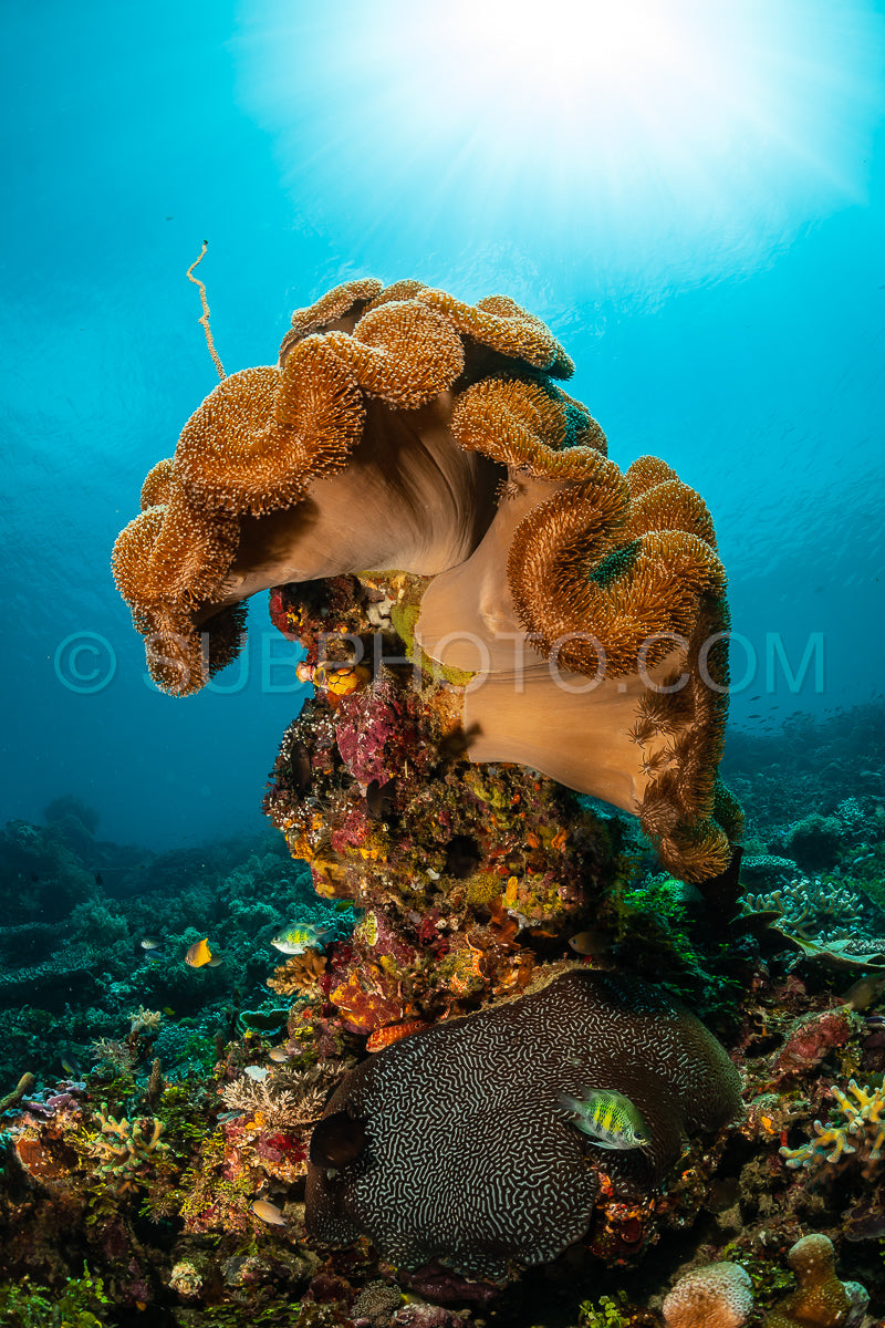 Photo de éventail de mer ou gorgone sur la pente d'un récif corallien avec une surface d'eau visible et des poissons