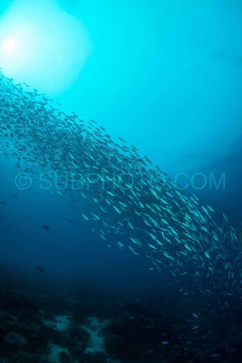 school of narrowstripe fusilier fish