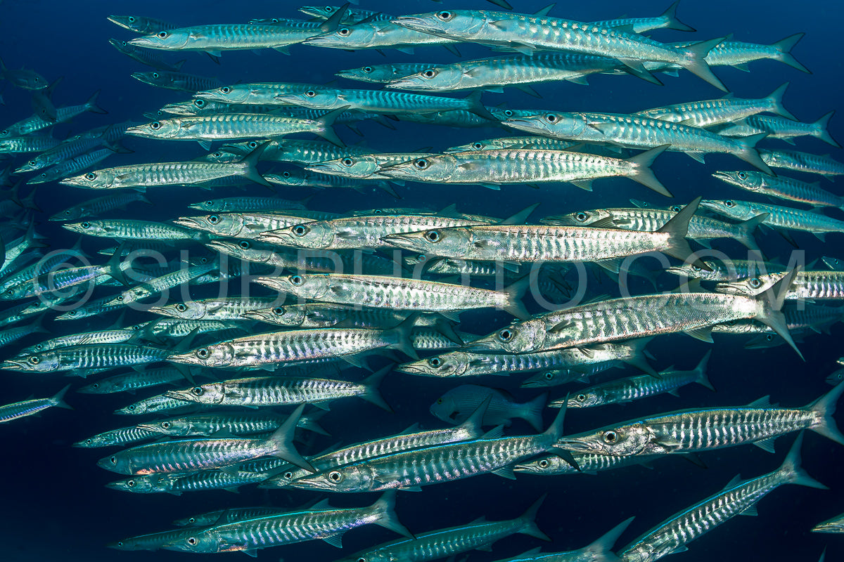 Photo de école de barracudas à nageoires noires dans les Rajat Ampat - Indonésie