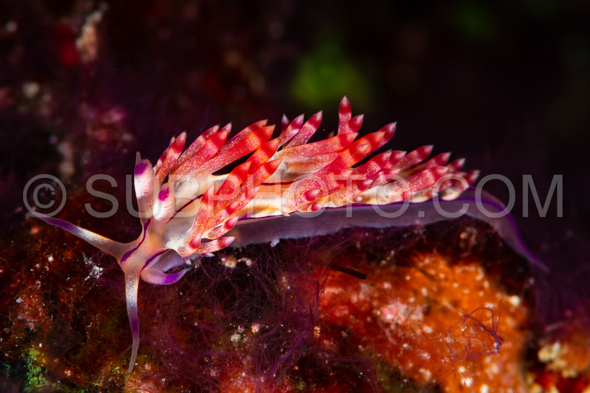 Photo de limace de mer nudibramch cuthona type