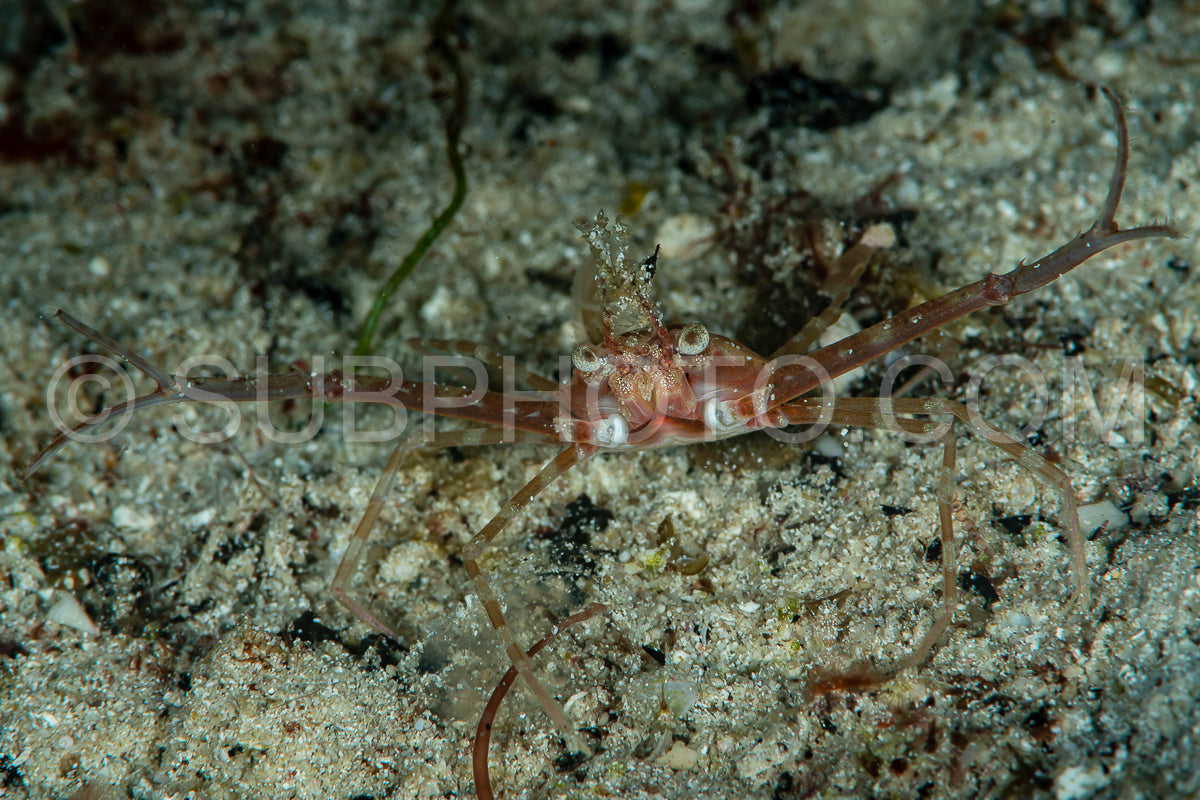 Photo de crabe nageur à ciseaux