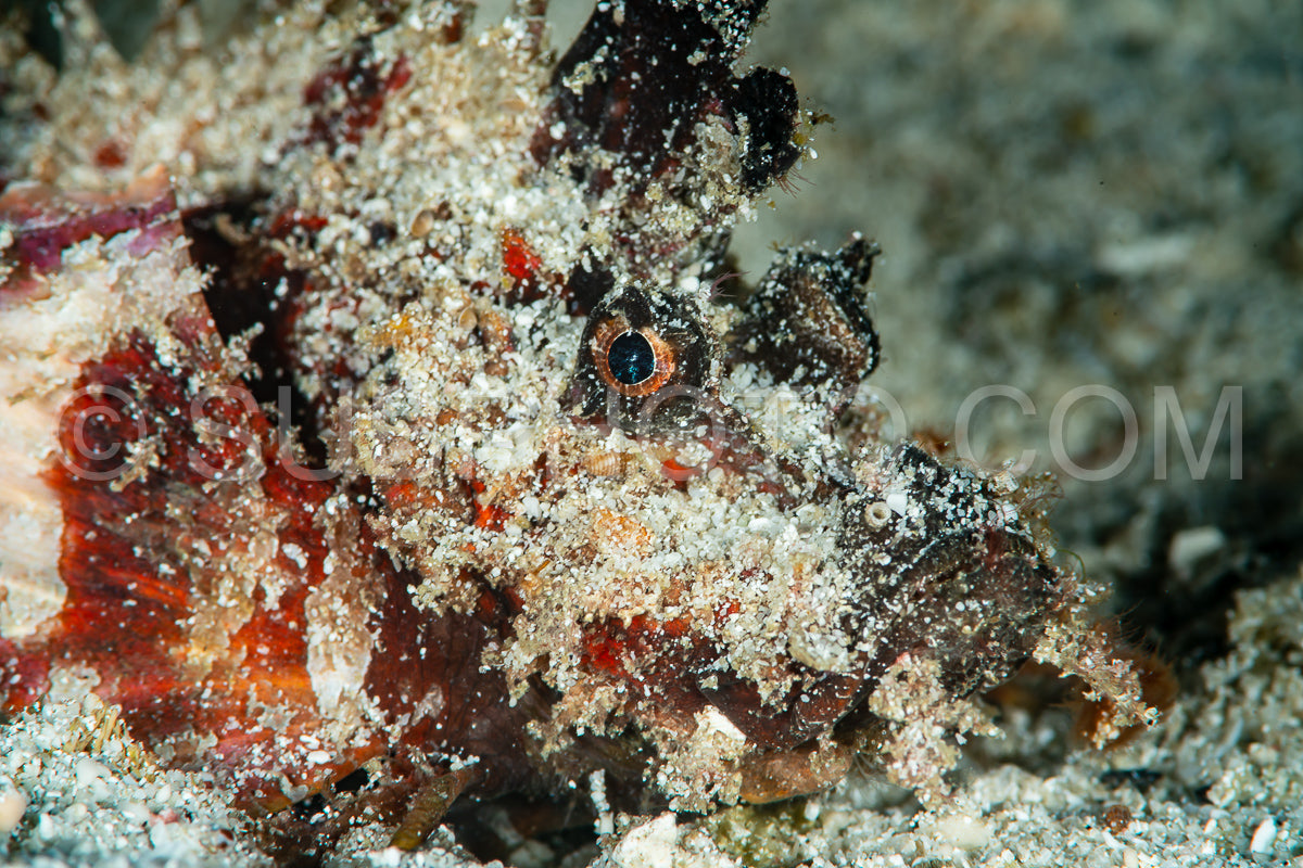 Photo de poisson scorpion papou sur le sable