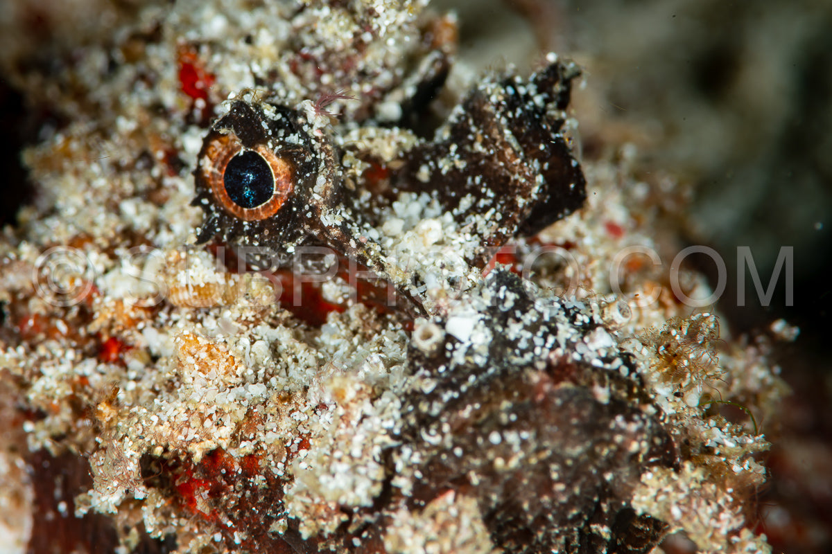 Photo de poisson scorpion papou sur le sable