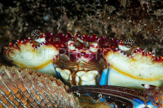 Photo de crabe bleu nageur et carapace