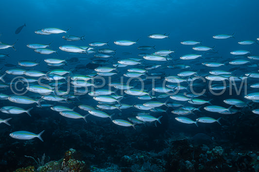 school of narrowstripe fusilier fish