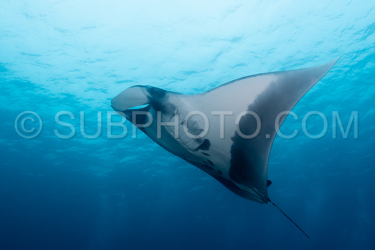 Photo de Raie manta océanique volant autour d'une station de nettoyage dans une eau bleue cristalline