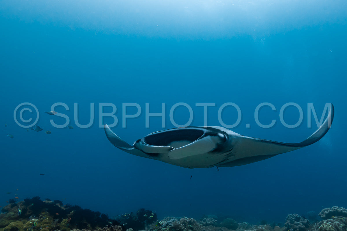 Photo de Raie manta océanique volant autour d'une station de nettoyage dans une eau bleue cristalline