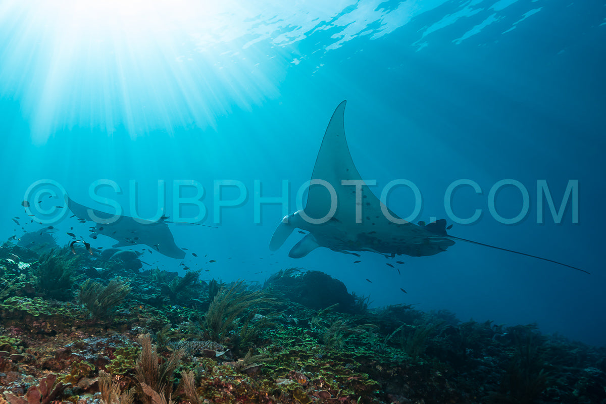 Photo de Raie manta de récif noire et blanche volant autour d'une station de nettoyage dans une eau bleu cristal