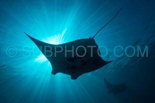Photo de Raie manta de récif noire et blanche volant autour d'une station de nettoyage dans une eau bleu cristal