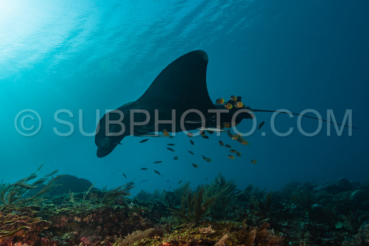 Photo de Raie manta de récif noire et blanche volant autour d'une station de nettoyage dans une eau bleu cristal
