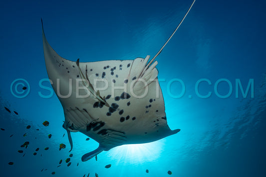 Photo de Raie manta de récif noire et blanche volant autour d'une station de nettoyage dans une eau bleu cristal