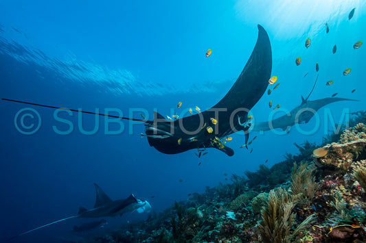 Photo de Raie manta de récif noire et blanche volant autour d'une station de nettoyage dans une eau bleu cristal