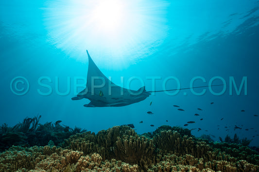 Photo de Raie manta de récif noire et blanche volant autour d'une station de nettoyage dans une eau bleu cristal