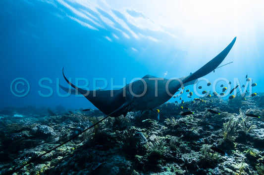 Photo de Raie manta de récif noire et blanche volant autour d'une station de nettoyage dans une eau bleu cristal