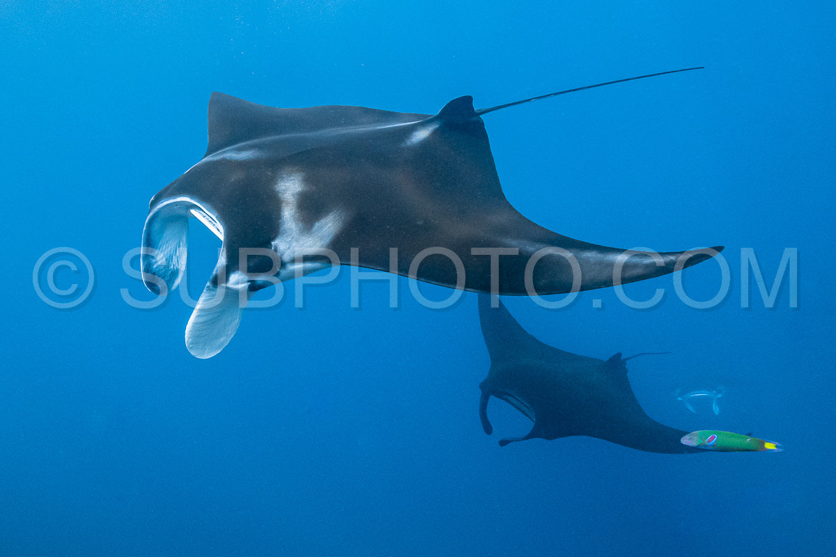 Photo de Raie manta de récif noire et blanche volant autour d'une station de nettoyage dans une eau bleu cristal