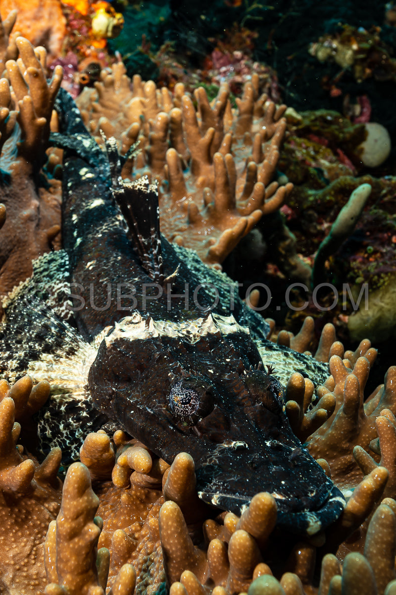 Photo de crocodile noir poisson à tête plate sur corail