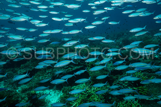 school of narrowstripe fusilier fish