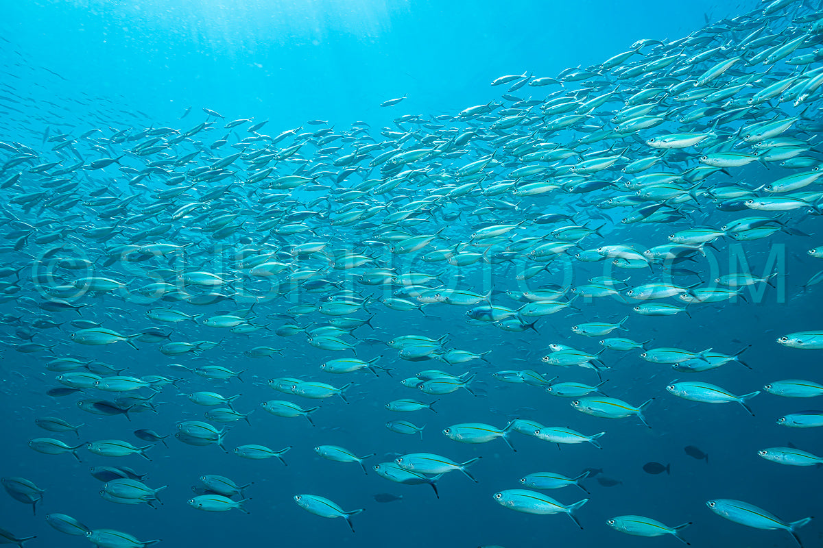 school of narrowstripe fusilier fish