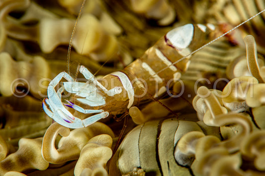 Photo de crevette anémone commensale de la magnificence blanche