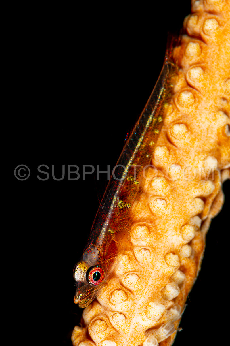 Photo de poisson gobie corail allongé
