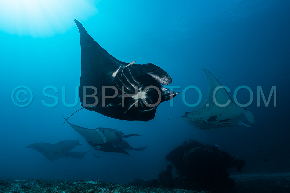 Photo de Raie manta de récif noire et blanche volant autour d'une station de nettoyage dans une eau bleu cristal