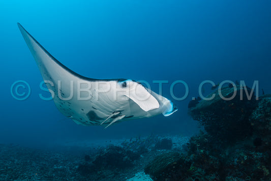 Photo de Raie manta de récif noire et blanche volant autour d'une station de nettoyage dans une eau bleu cristal