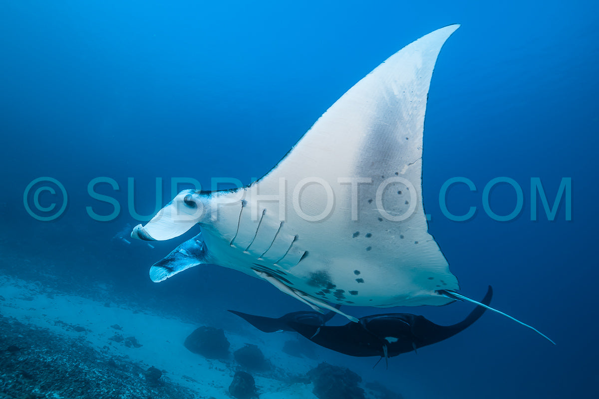 Photo de Raie manta de récif noire et blanche volant autour d'une station de nettoyage dans une eau bleu cristal
