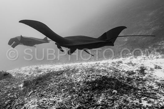 Photo de Raie manta de récif noire et blanche volant autour d'une station de nettoyage dans une eau bleu cristal