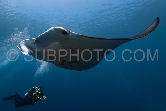 Photo de Raie manta de récif noire et blanche volant autour d'une station de nettoyage dans une eau bleu cristal