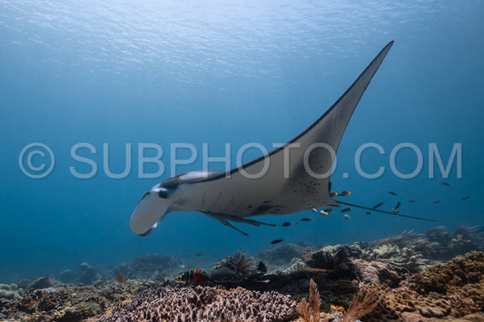 Photo de Raie manta de récif noire et blanche volant autour d'une station de nettoyage dans une eau bleu cristal