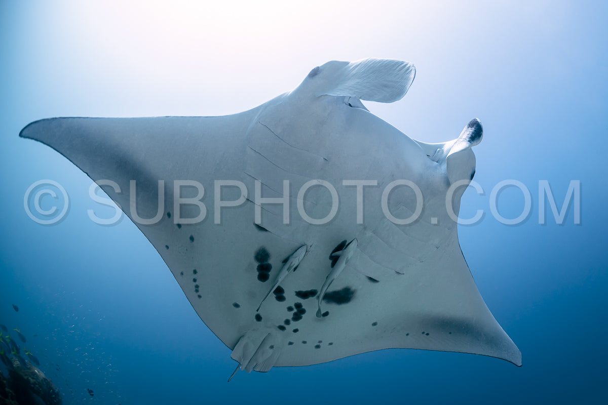Photo de Raie manta de récif noire et blanche volant autour d'une station de nettoyage dans une eau bleu cristal