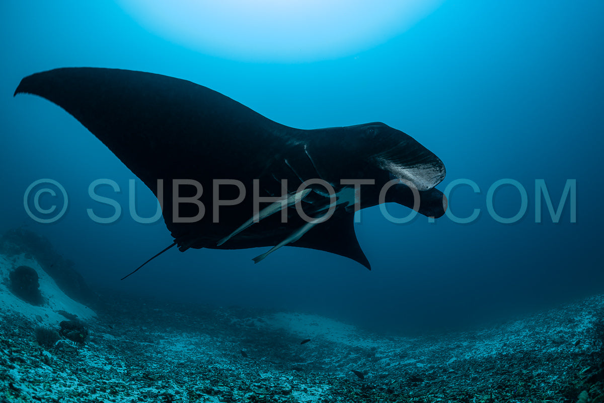 Photo de Raie manta de récif noire et blanche volant autour d'une station de nettoyage dans une eau bleu cristal