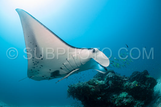 Photo de Raie manta de récif noire et blanche volant autour d'une station de nettoyage dans une eau bleu cristal
