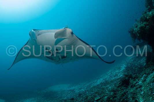 Photo de Raie manta de récif noire et blanche volant autour d'une station de nettoyage dans une eau bleu cristal