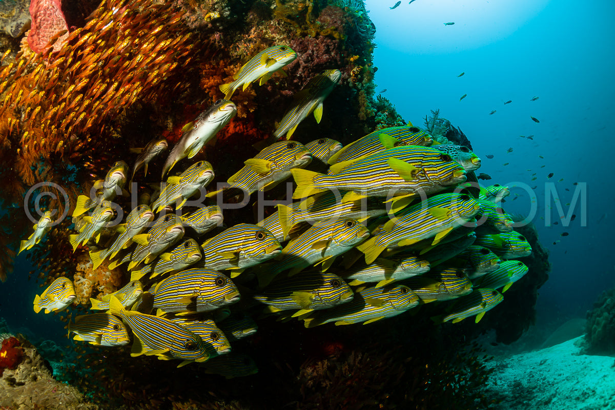 Photo de des bancs de sweetlips à rubans et de poissons balayeurs dorés