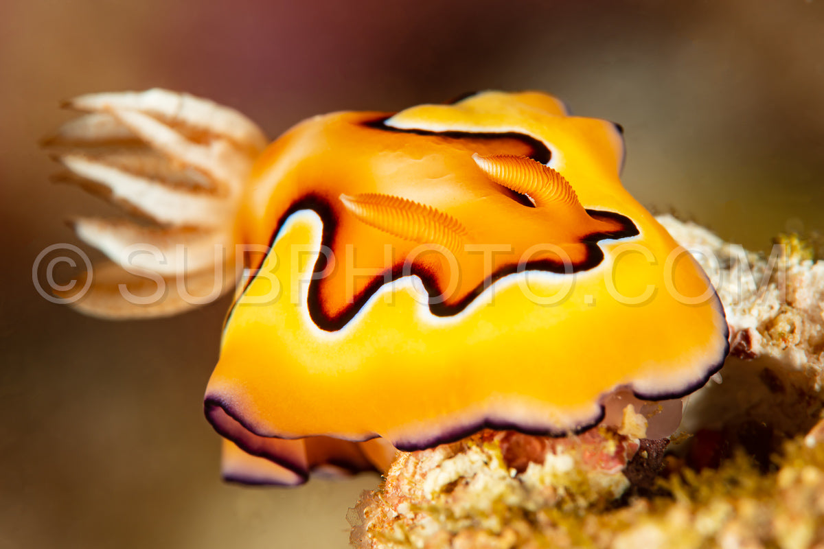 Photo de nudibranche limace de mer chromodoris co's