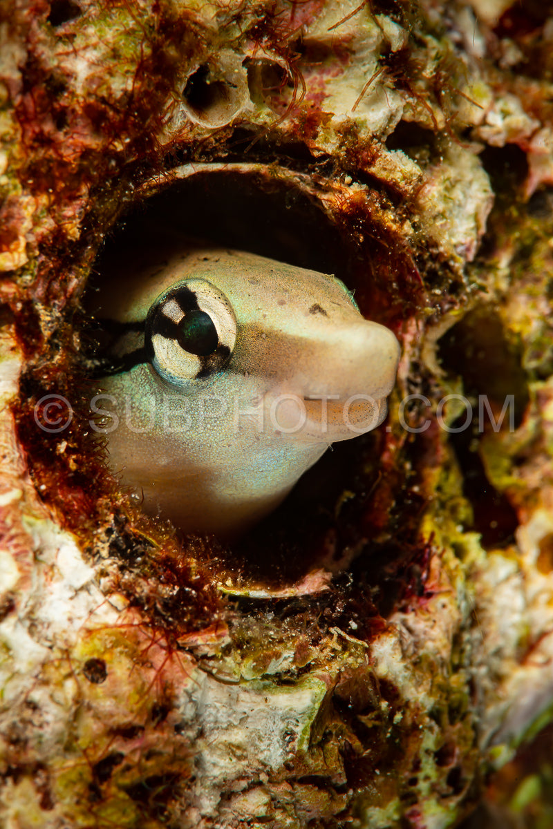 Photo de faux poisson nettoyeur fangblenny poisson blenny
