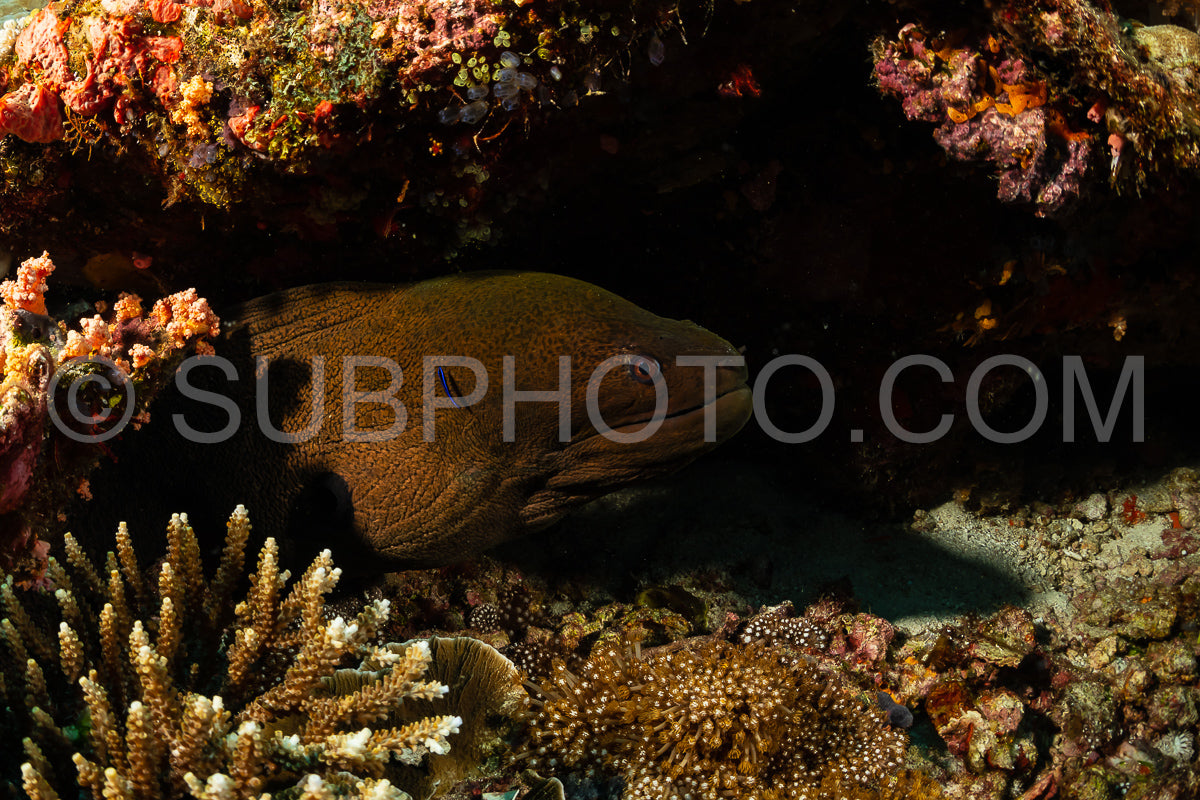 Photo de murène géante gymnothorax javanicus
