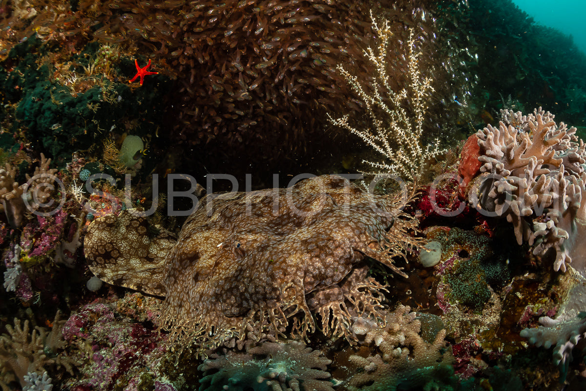 Photo de requin wobbegong à pompon